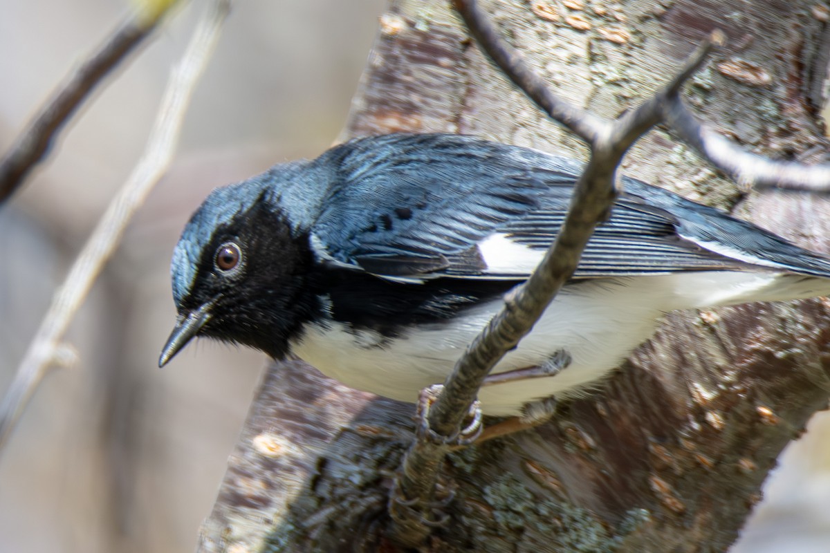 Black-throated Blue Warbler - Tanya Smythe