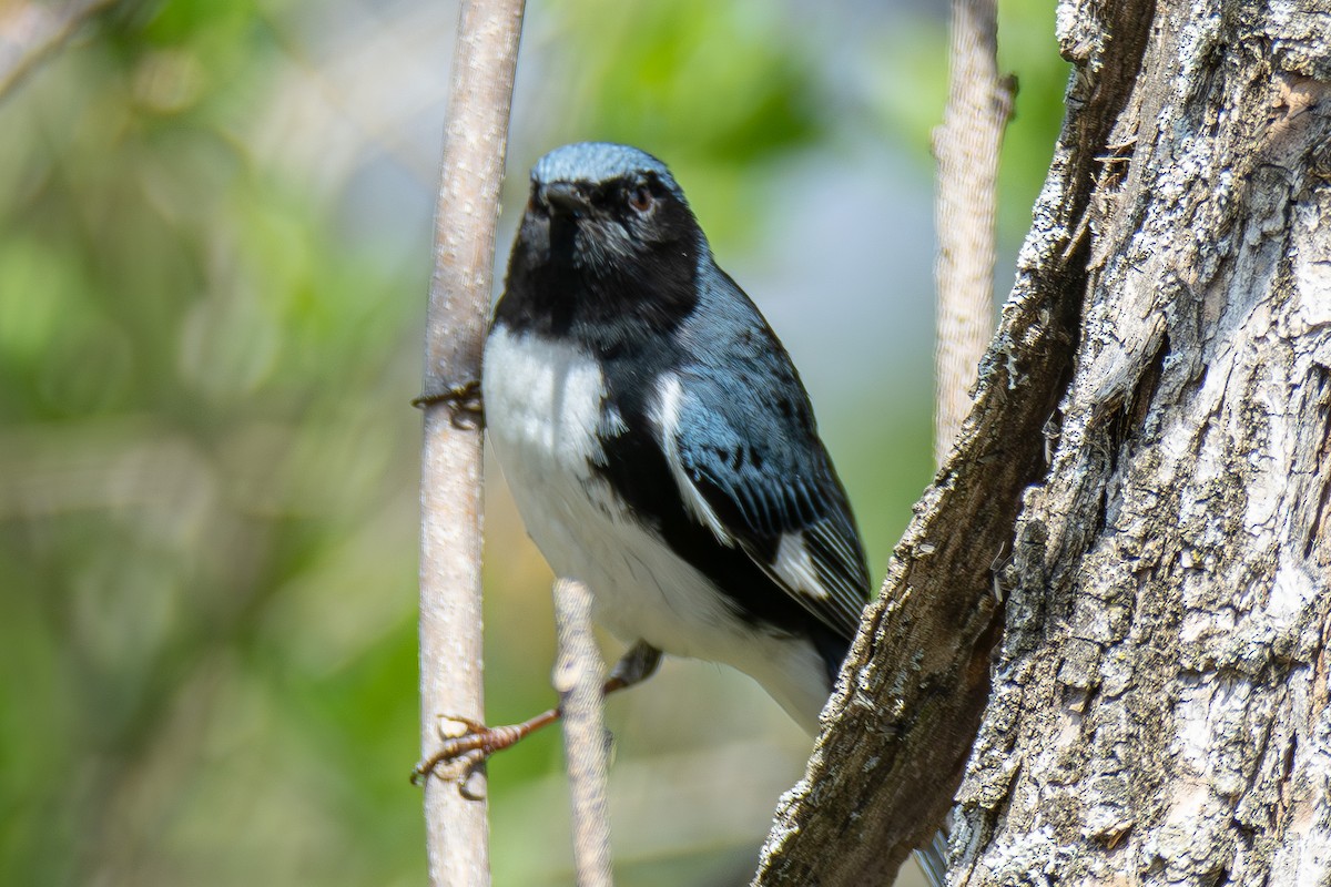 Black-throated Blue Warbler - ML621435037