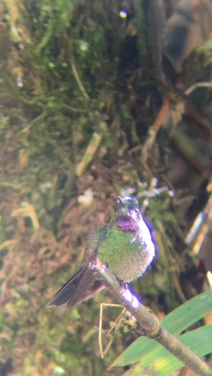 kolibřík turmalinový - ML621435122