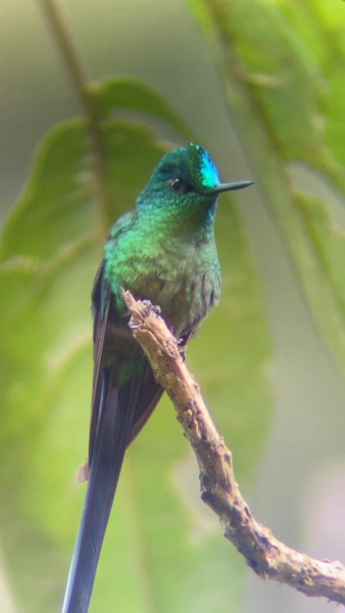Long-tailed Sylph - ML621435129