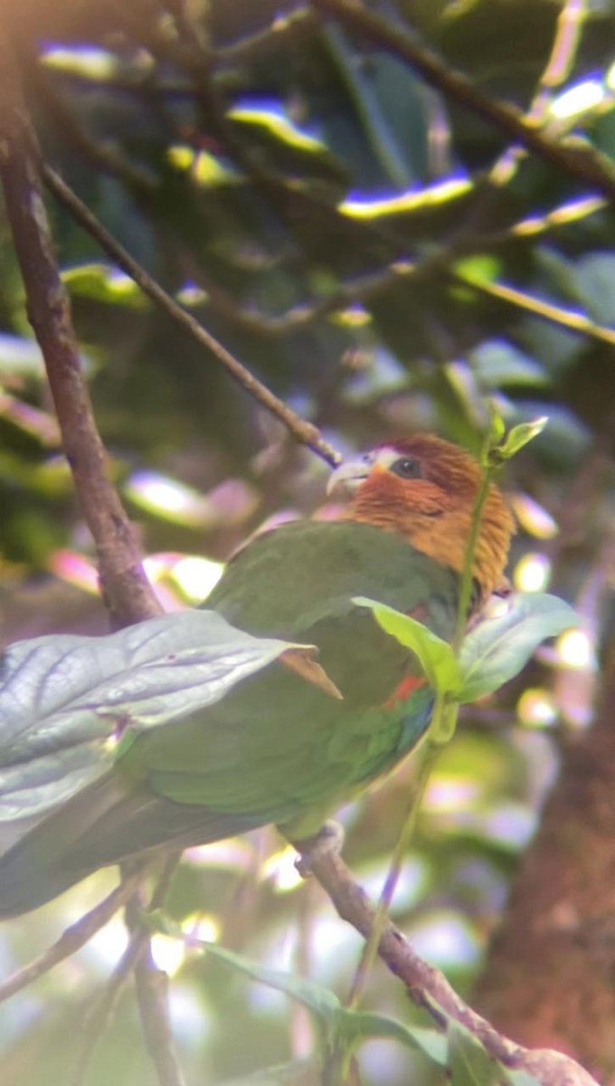 Rusty-faced Parrot - ML621435180