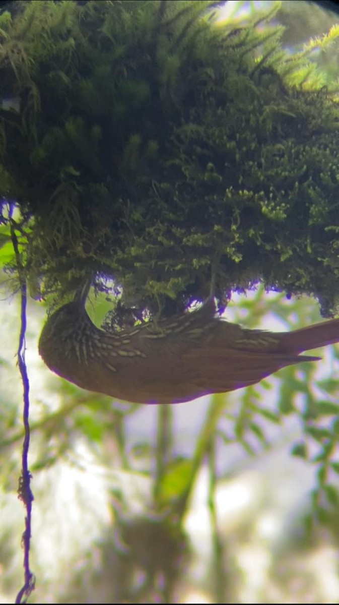 Montane Woodcreeper - Juan Fernando Giraldo Lopera