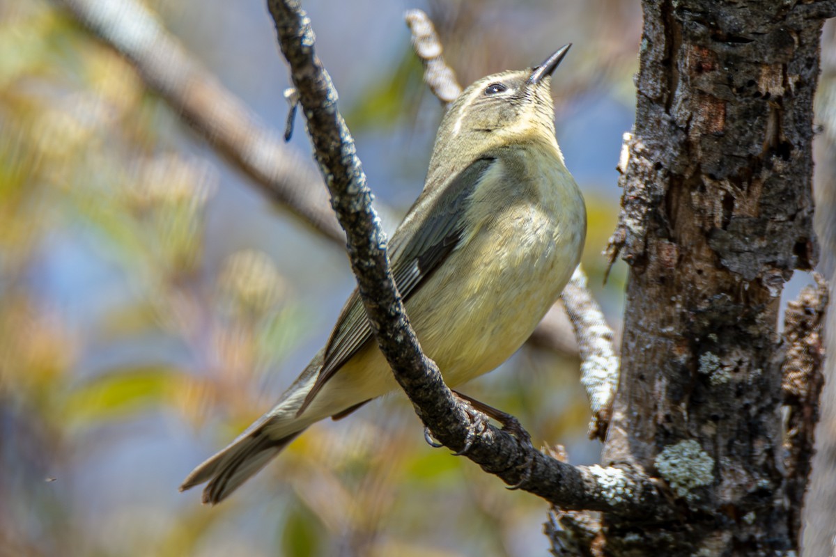 Black-throated Blue Warbler - ML621435187