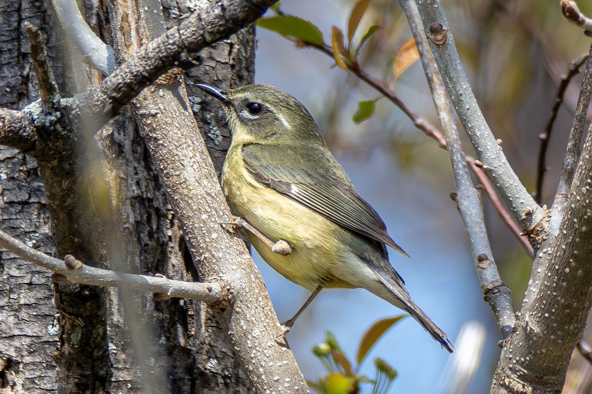 Black-throated Blue Warbler - ML621435188