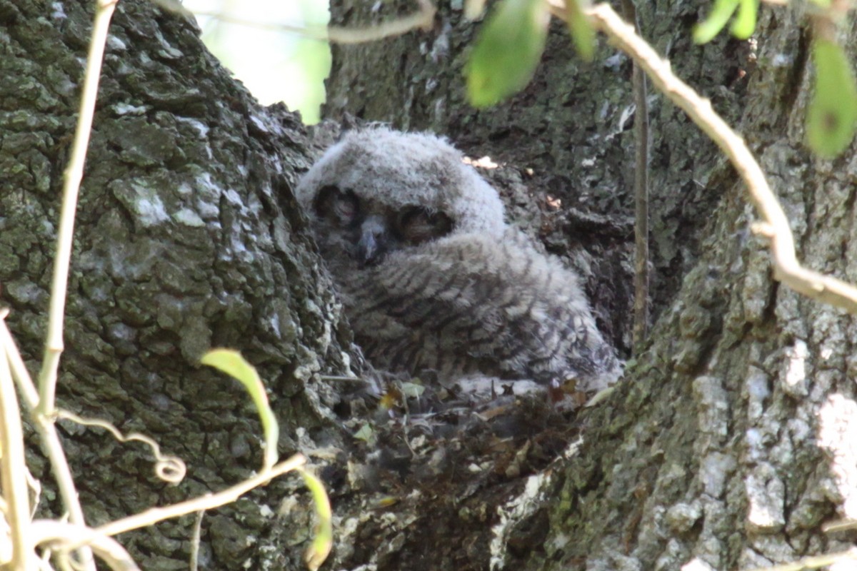 Great Horned Owl - ML621435210