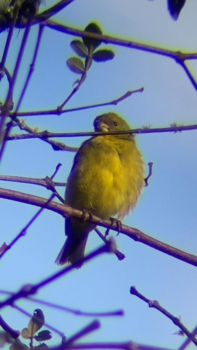 Andean Siskin - ML621435221