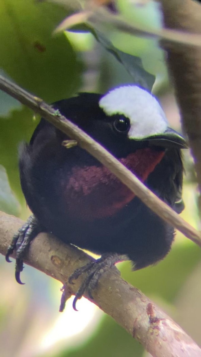 White-capped Tanager - ML621435224