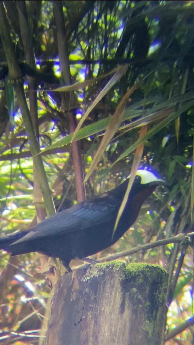 White-capped Tanager - ML621435226