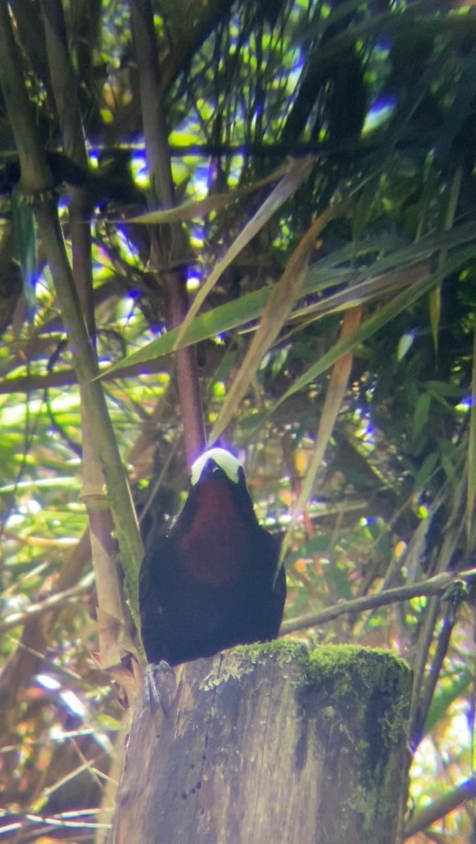 White-capped Tanager - ML621435228