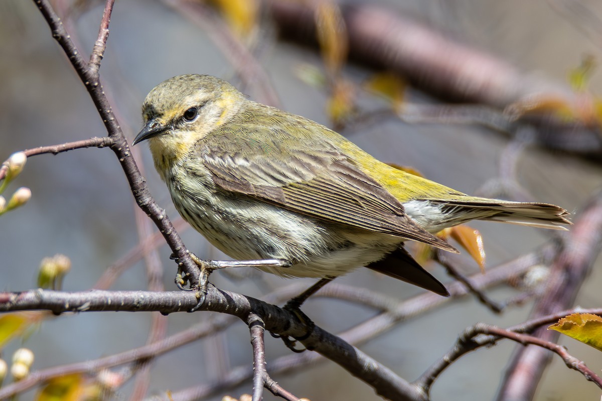 Cape May Warbler - ML621435232