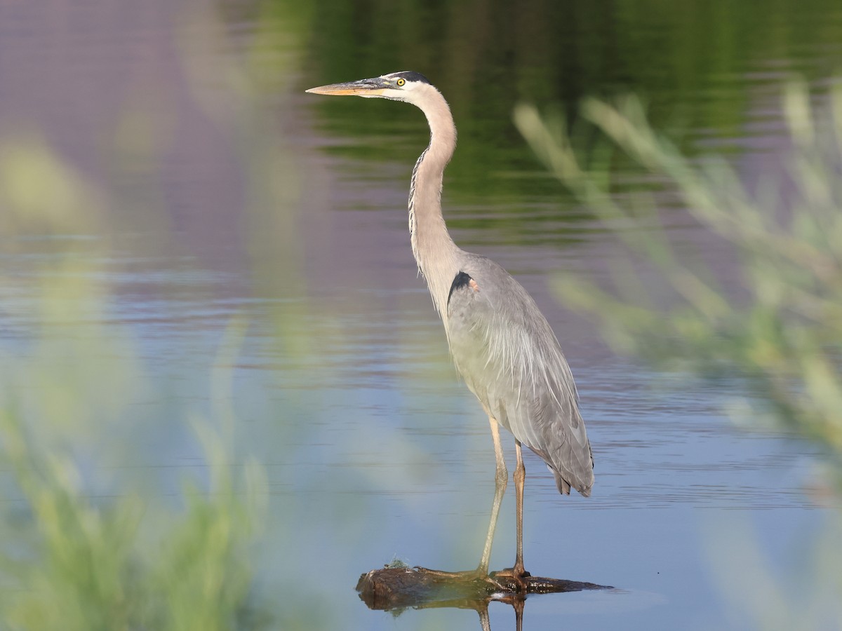Great Blue Heron - ML621435283