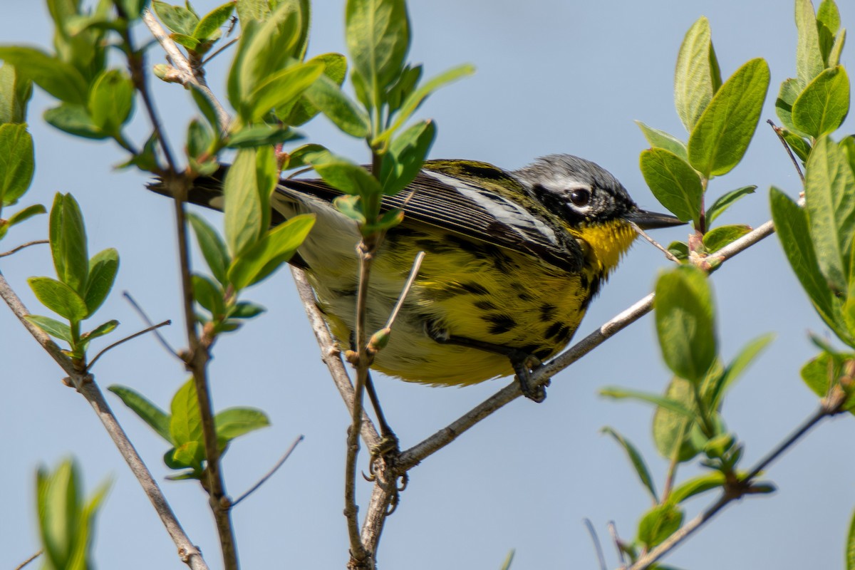 Magnolia Warbler - ML621435289