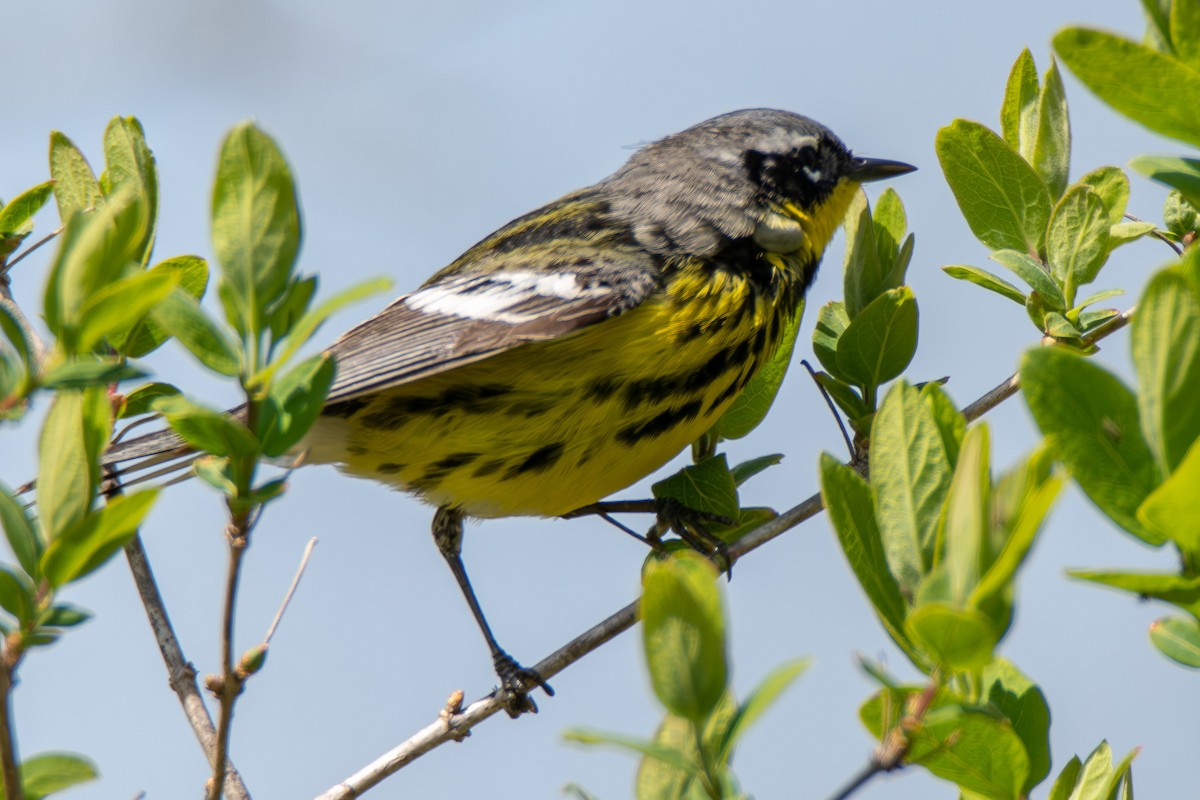 Magnolia Warbler - Tanya Smythe