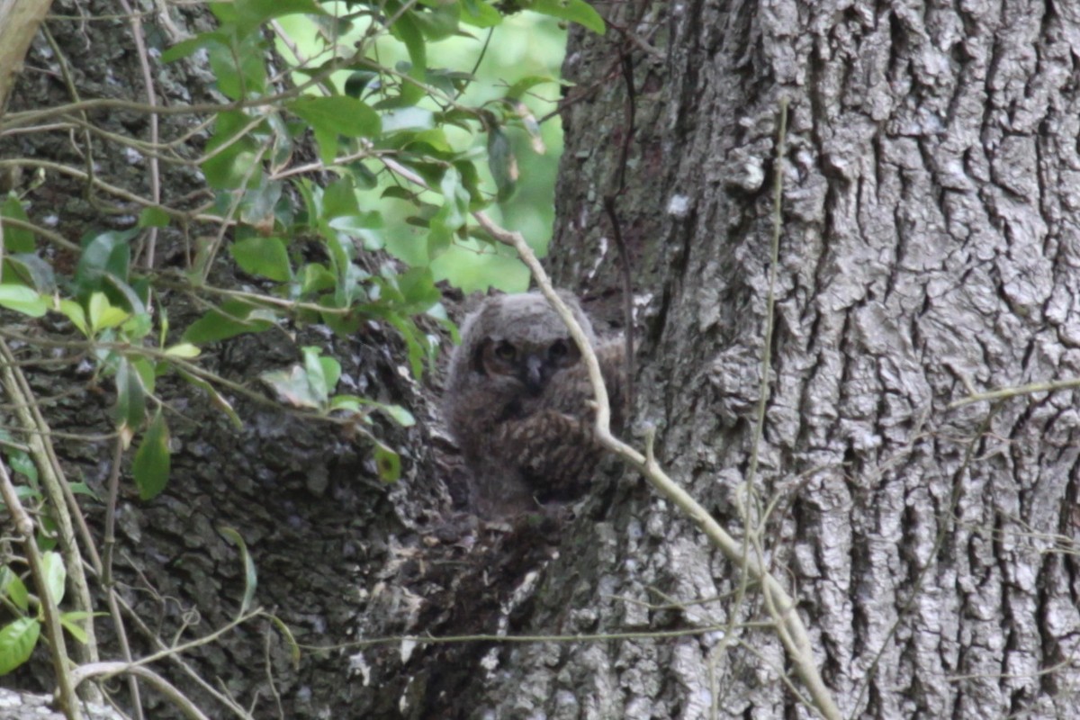 Great Horned Owl - ML621435303