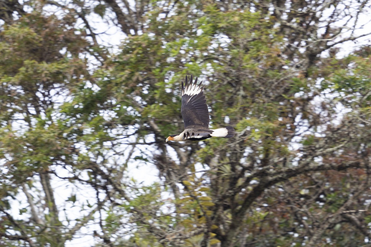 Caracara huppé (cheriway) - ML621435355