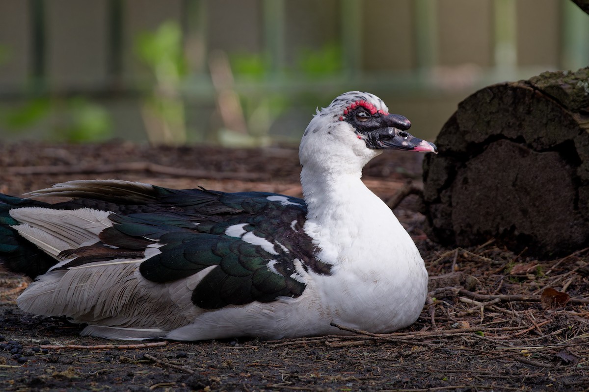 Muscovy Duck (Domestic type) - ML621435607