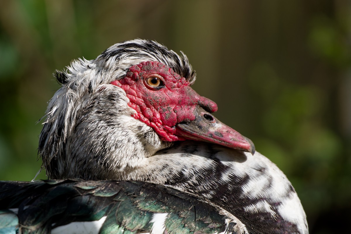 Muscovy Duck (Domestic type) - ML621435608