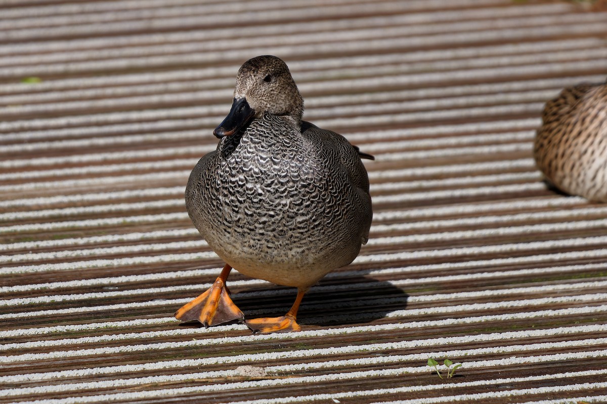 Gadwall - ML621435612
