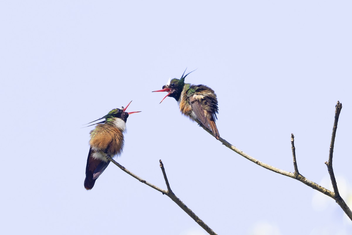 White-crested Coquette - Jon Irvine