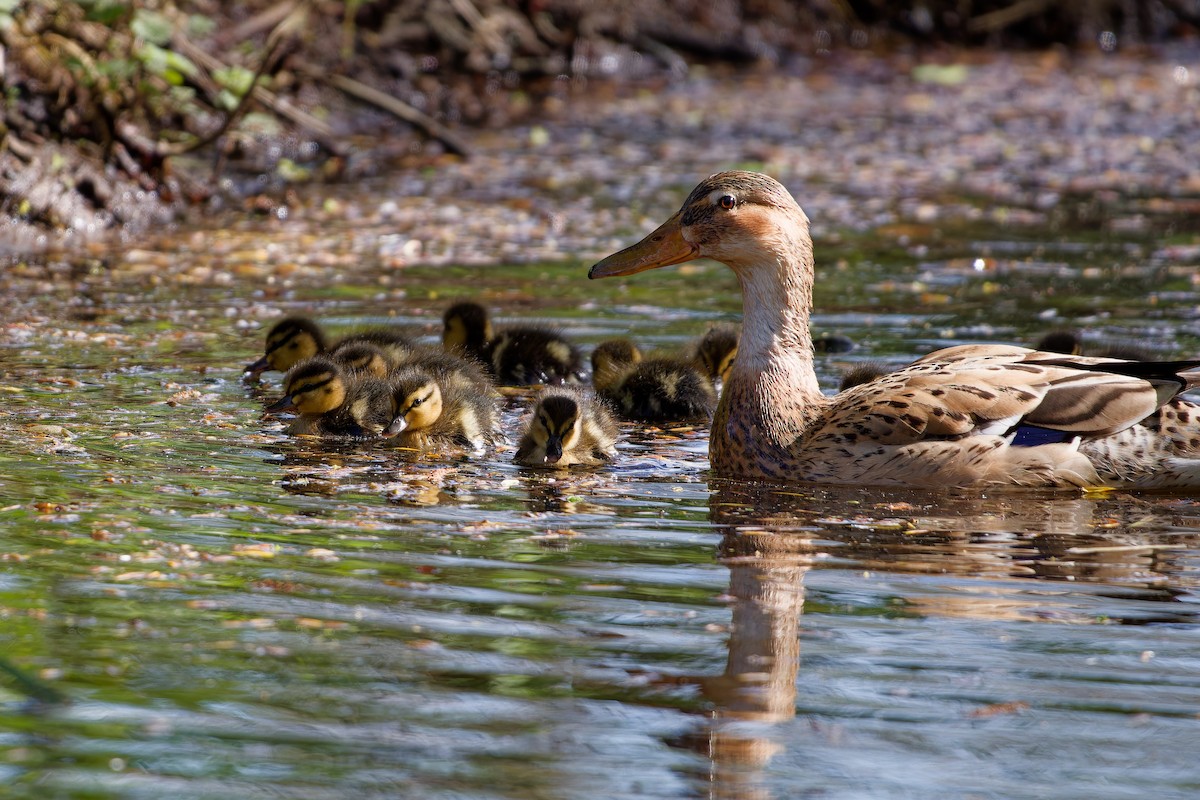 Mallard - ML621435614