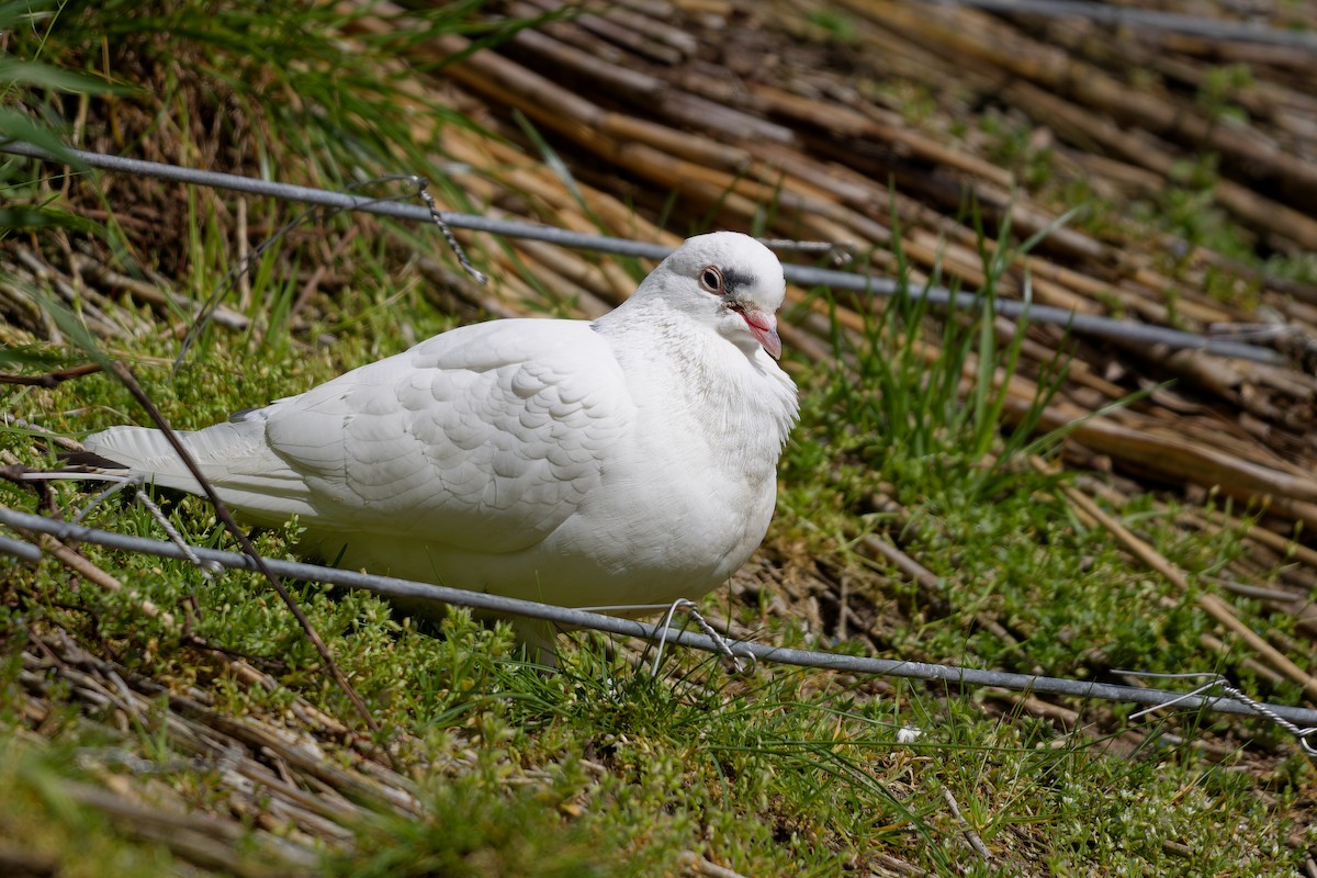 Rock Pigeon (Feral Pigeon) - ML621435619