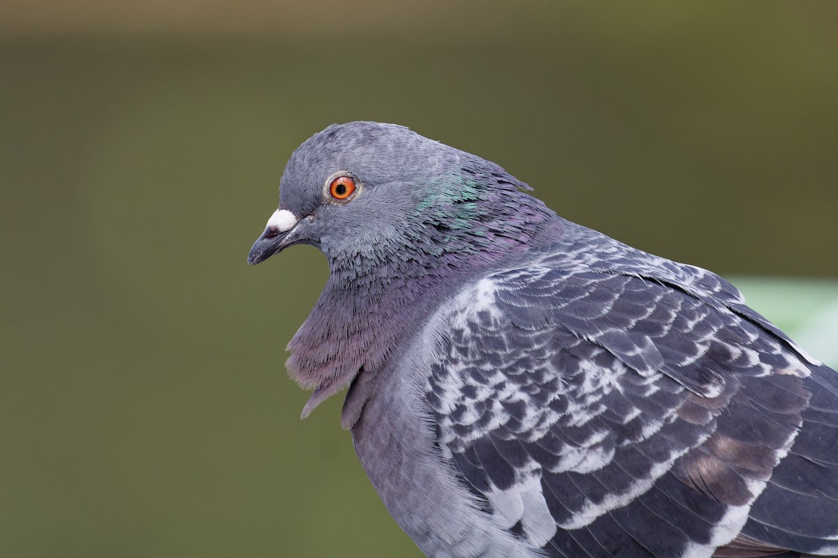 Rock Pigeon (Feral Pigeon) - ML621435620