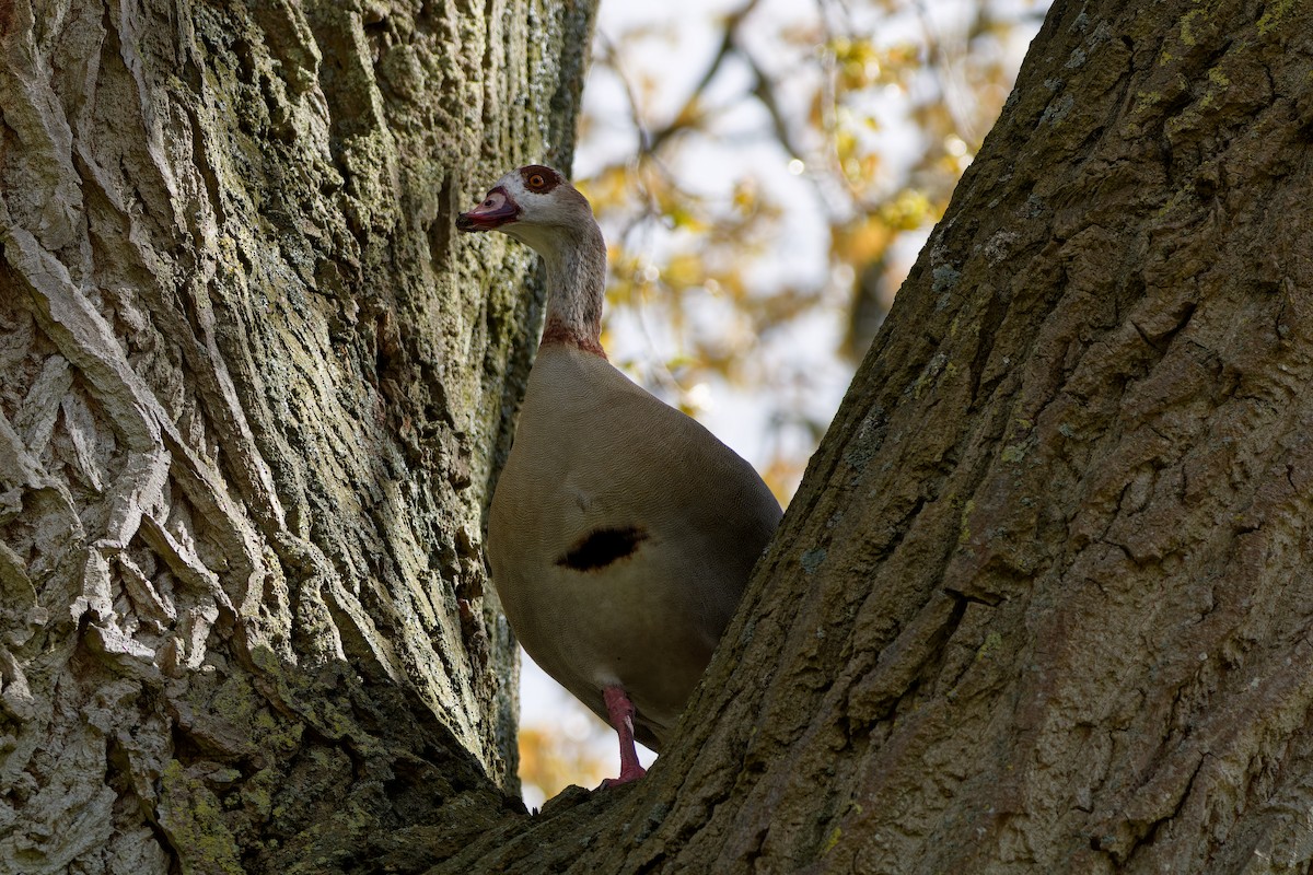 Egyptian Goose - ML621435621
