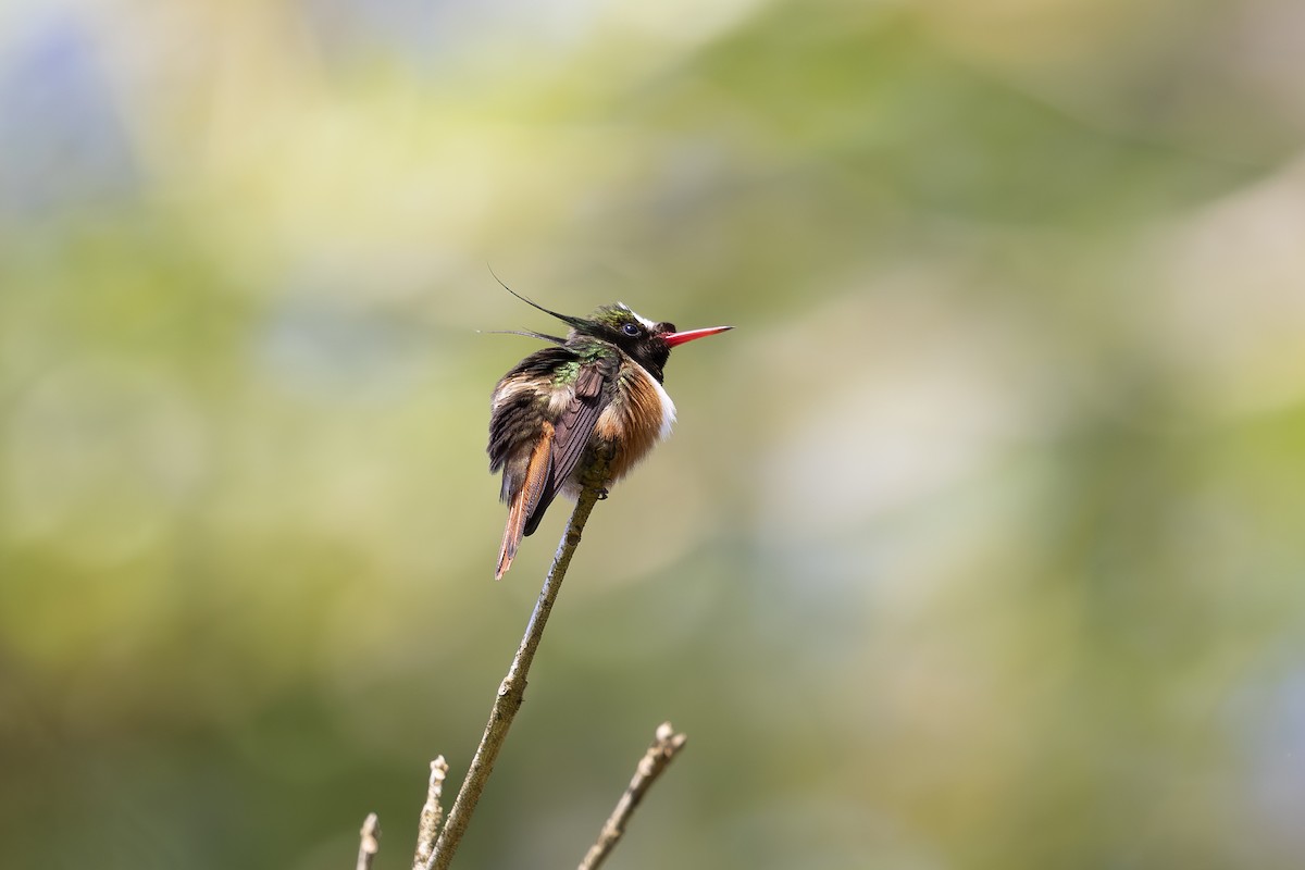 White-crested Coquette - ML621435627