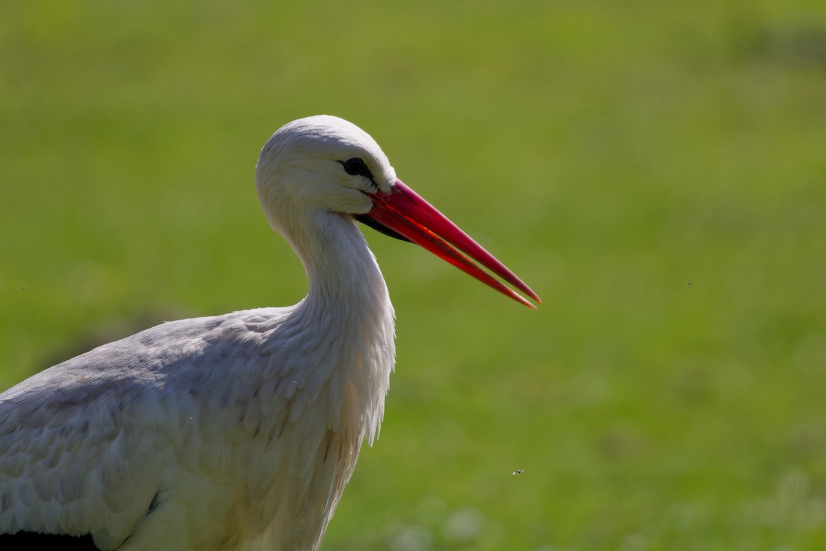 White Stork - ML621435635