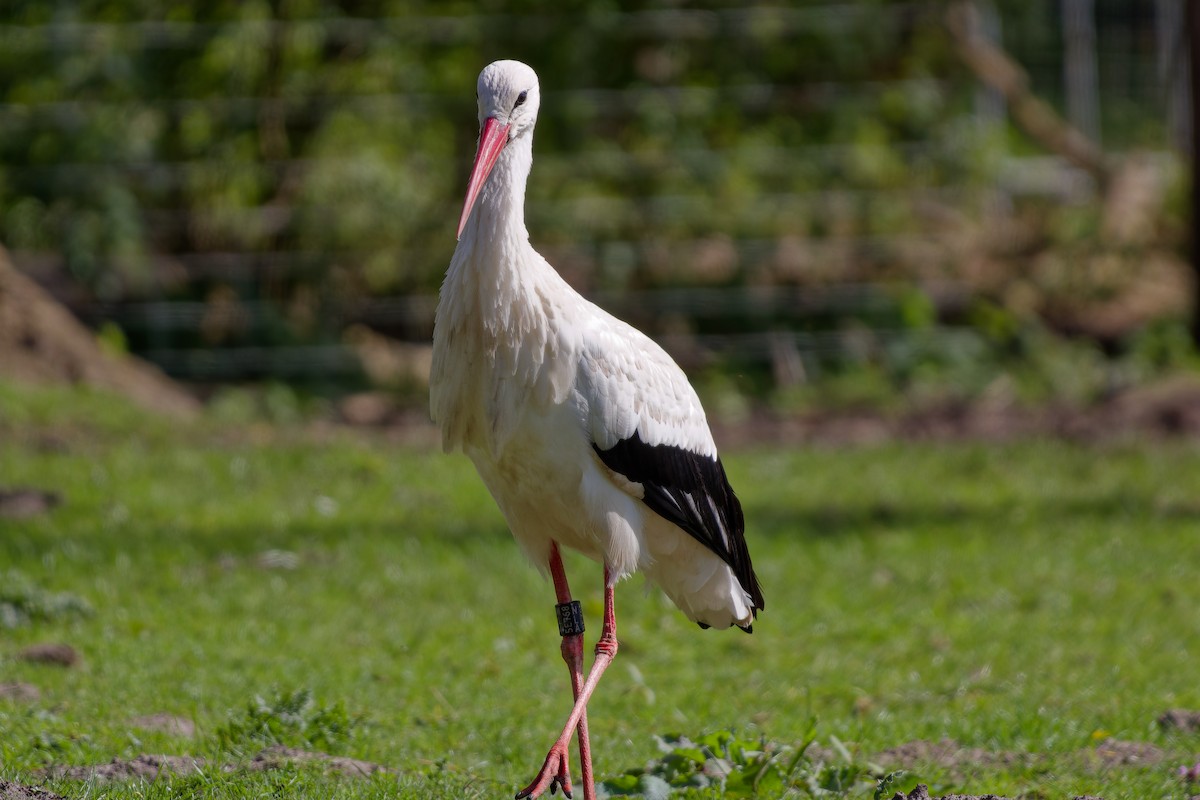 White Stork - ML621435636