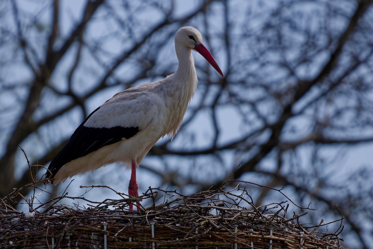 White Stork - ML621435637