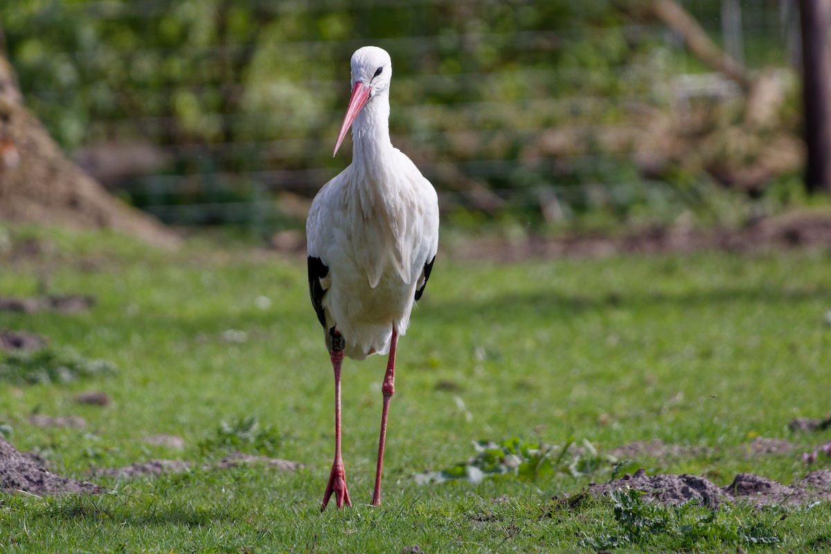 White Stork - ML621435638
