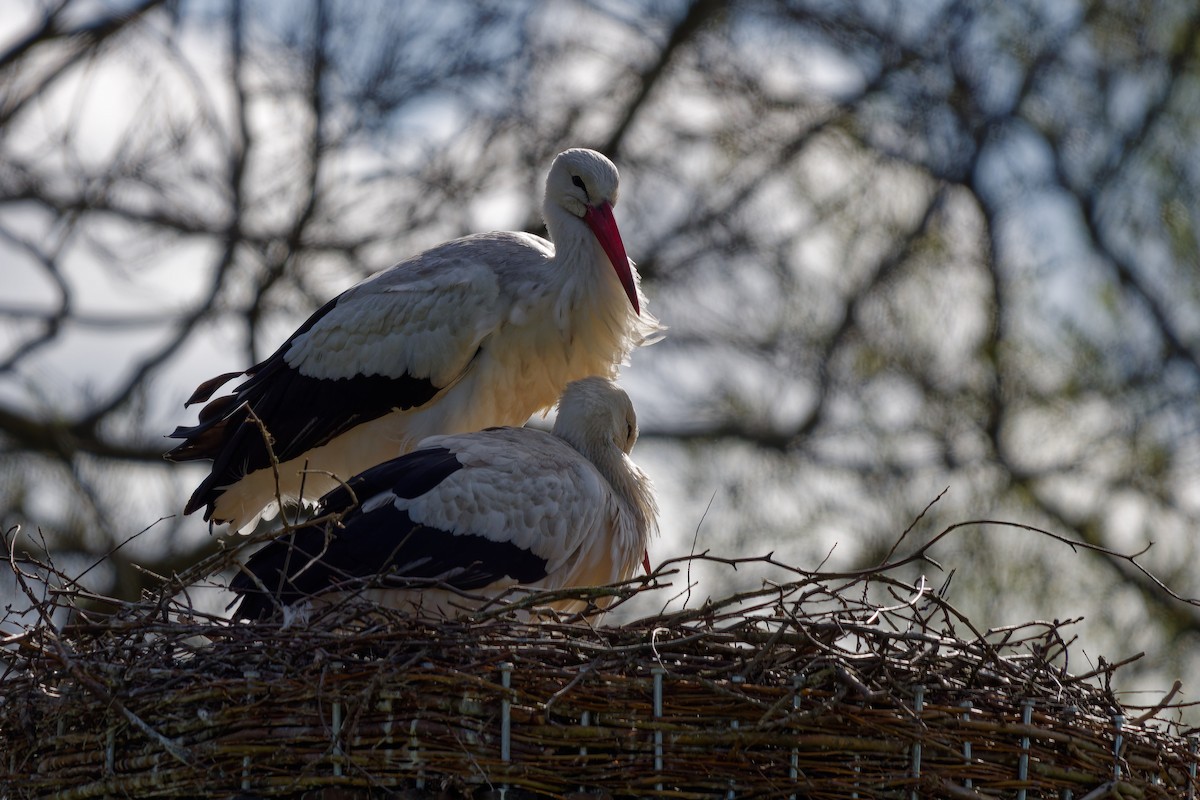 White Stork - ML621435639