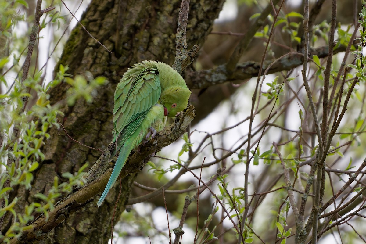 Rose-ringed Parakeet - ML621435652