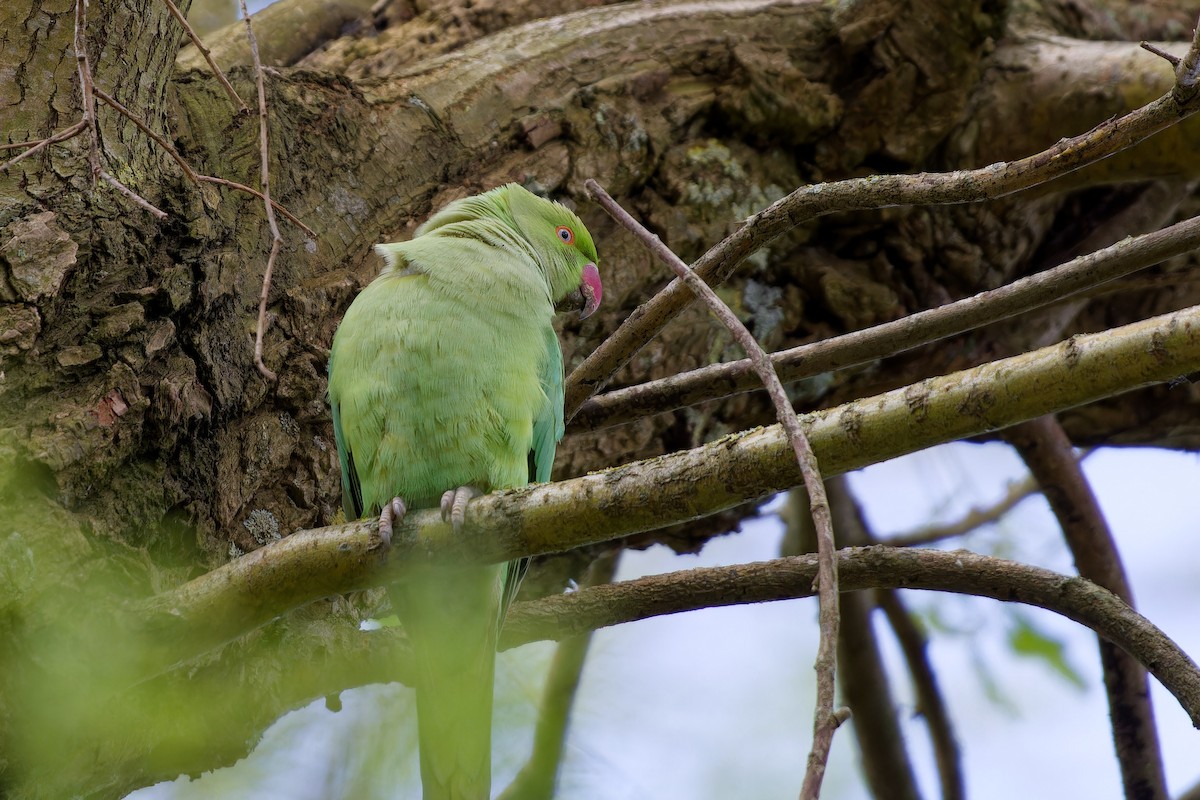 Rose-ringed Parakeet - ML621435654
