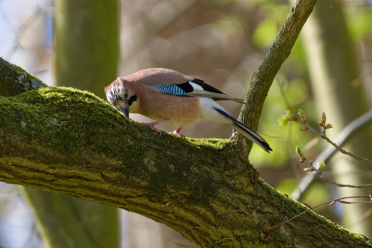 Eurasian Jay - ML621435659