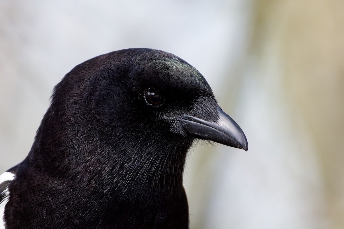 Eurasian Magpie - ML621435661