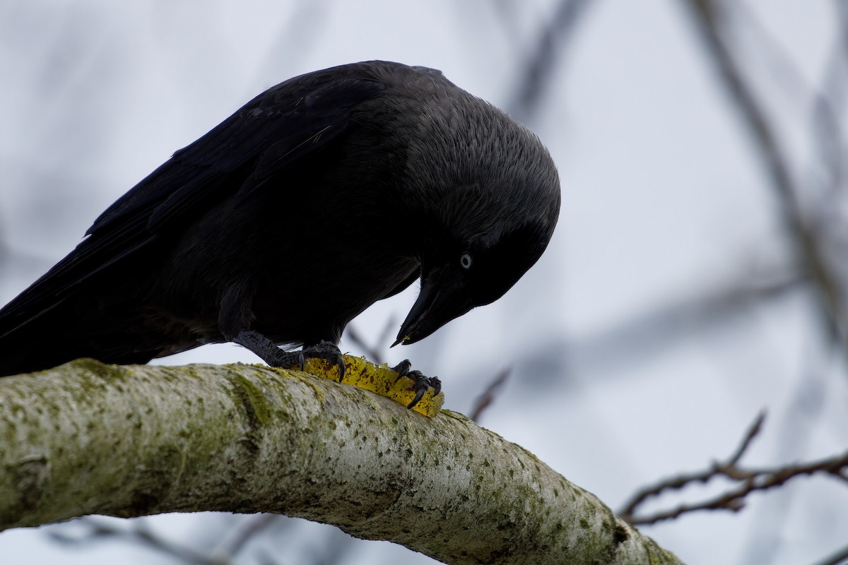 Eurasian Jackdaw - ML621435662