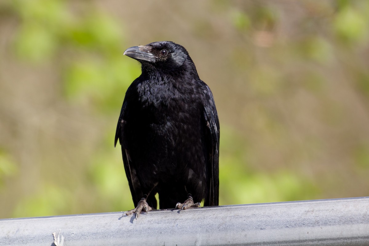 Carrion Crow - ML621435665
