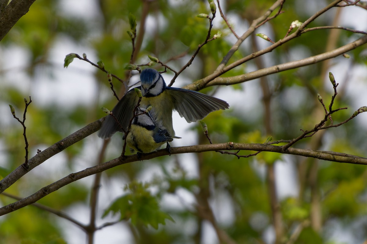 Eurasian Blue Tit - ML621435667