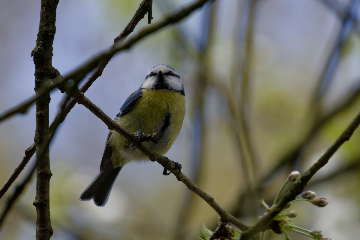 Eurasian Blue Tit - ML621435668
