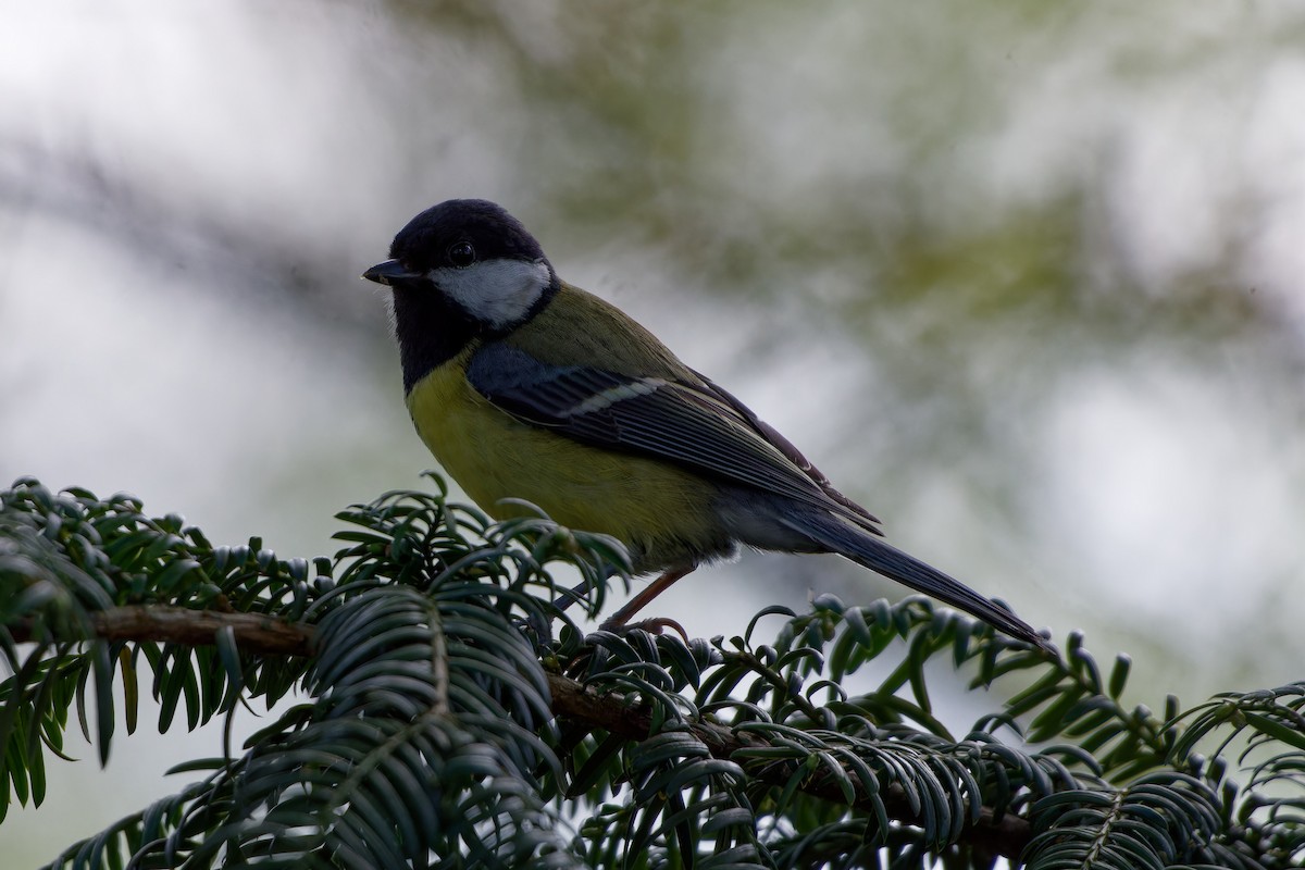 Great Tit - ML621435669