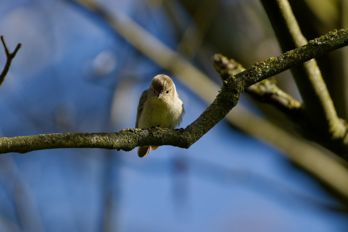 Common Chiffchaff - ML621435670