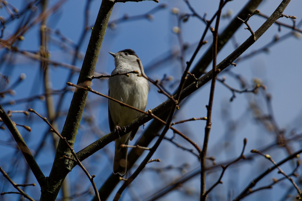 Eurasian Blackcap - ML621435672