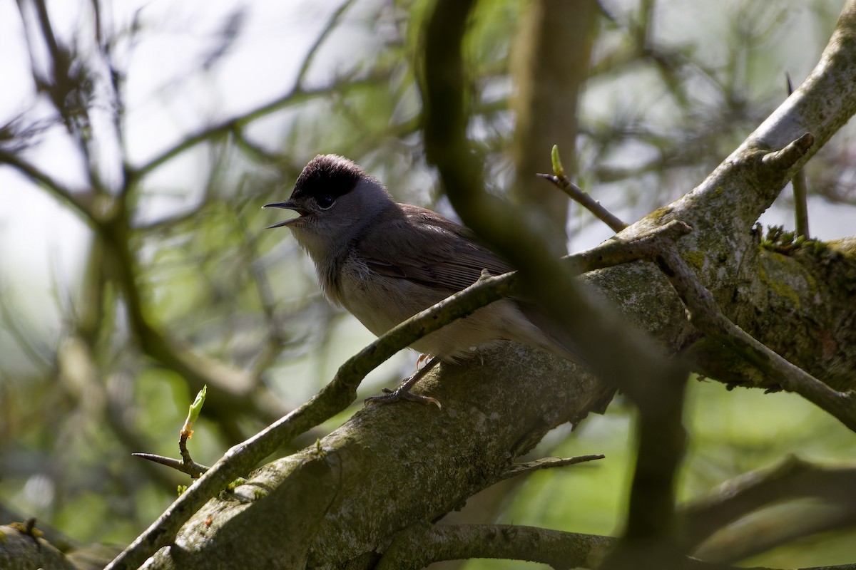 Eurasian Blackcap - ML621435673