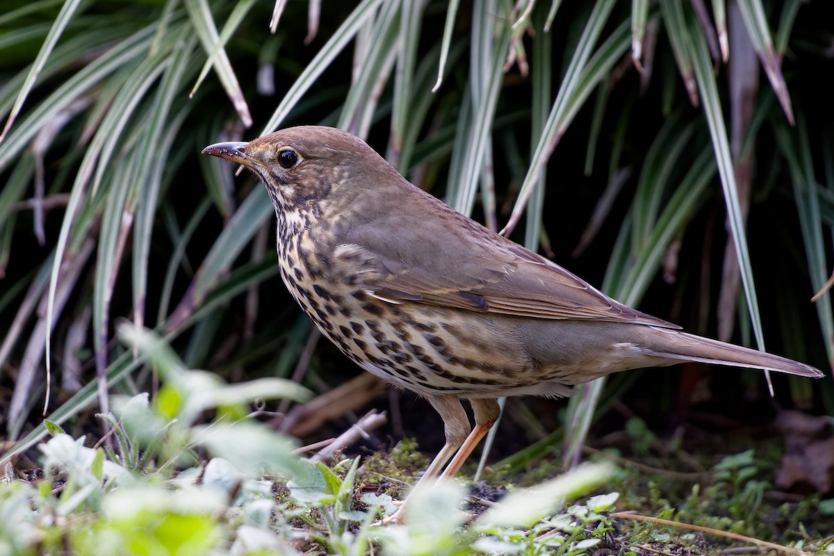Song Thrush - ML621435677