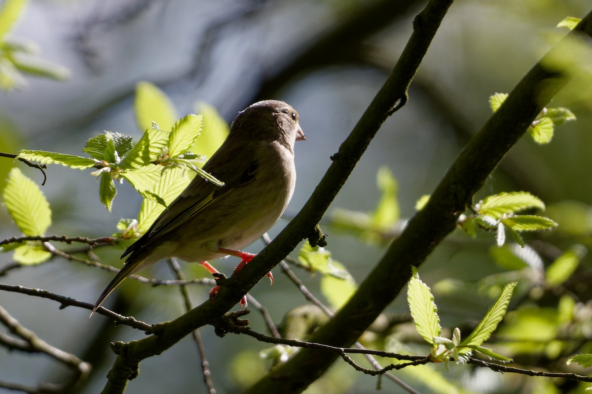 European Greenfinch - ML621435681