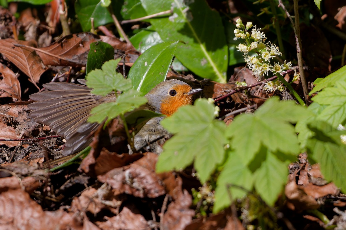 European Robin - ML621435689