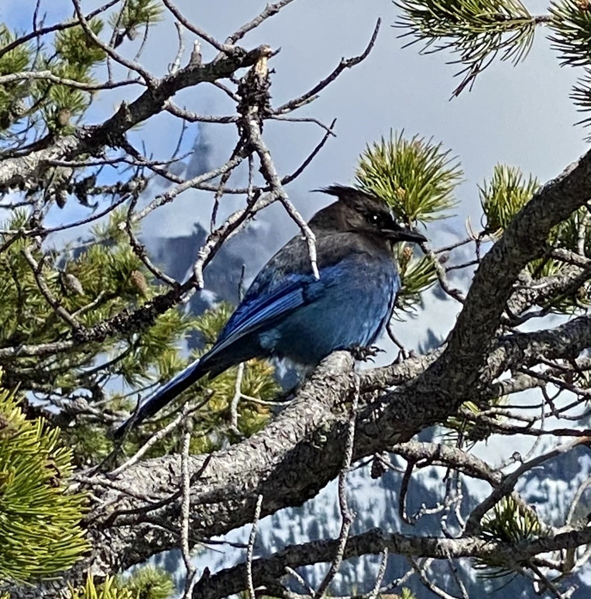 Steller's Jay - ML621435695