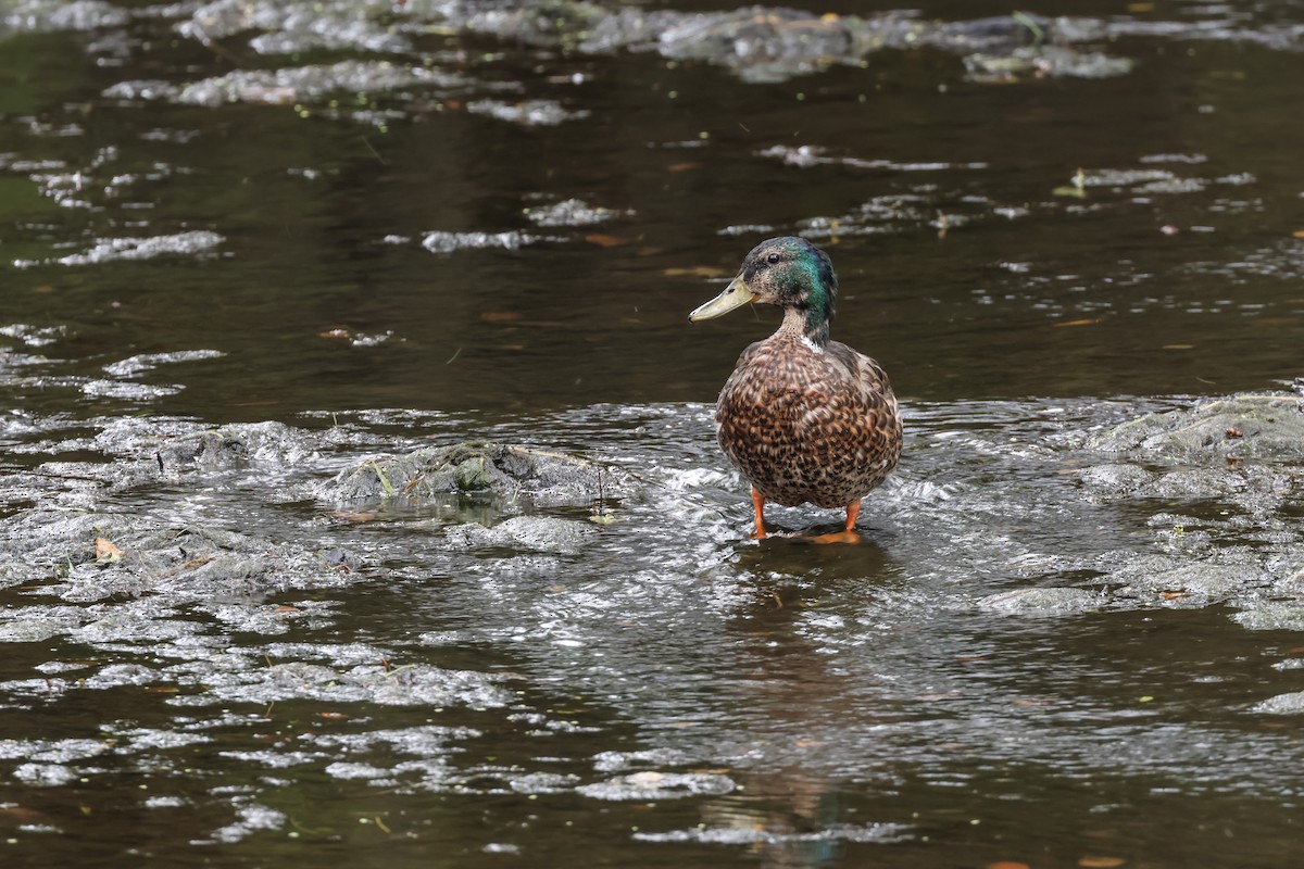 Mallard - Mary Thurmond